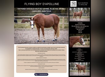 Pony classico tedesco, Castrone, 9 Anni, Sauro