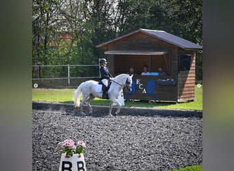 Pony classico tedesco, Giumenta, 17 Anni, Grigio pezzato