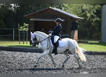 Pony classico tedesco, Giumenta, 17 Anni, Grigio pezzato