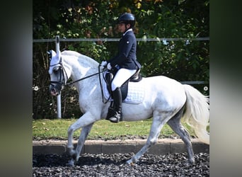 Pony classico tedesco, Giumenta, 17 Anni, Grigio pezzato