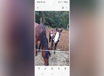 Pony classico tedesco, Giumenta, 19 Anni, Baio