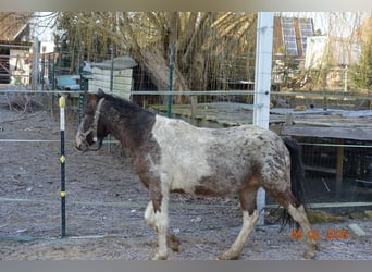Pony classico tedesco Mix, Giumenta, 2 Anni, 125 cm, Grigio trotinato