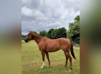 Pony da polo, Castrone, 10 Anni, Sauro scuro