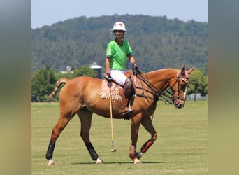 Pony da polo, Castrone, 12 Anni, 152 cm, Sauro