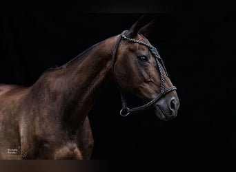 Pony da polo, Castrone, 16 Anni, 157 cm, Baio scuro