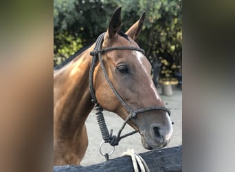 Pony da polo, Castrone, 7 Anni, 157 cm, Baio