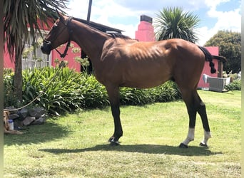 Pony da polo, Castrone, 7 Anni, 157 cm, Baio