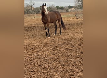 Pony da polo Mix, Castrone, 7 Anni, 167 cm, Baio ciliegia