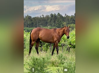 Pony da polo, Giumenta, 10 Anni, 156 cm, Baio scuro