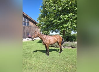 Pony da polo, Giumenta, 10 Anni, 156 cm, Baio scuro