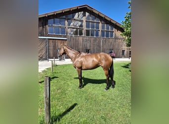 Pony da polo, Giumenta, 10 Anni, 156 cm, Baio scuro