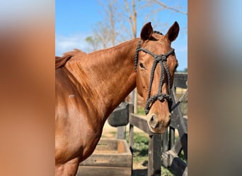 Pony da polo, Giumenta, 10 Anni, Sauro