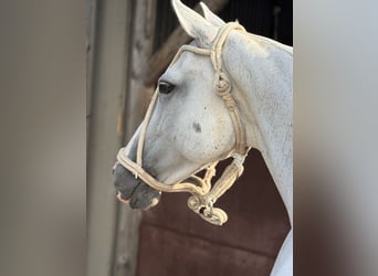 Pony da polo, Giumenta, 11 Anni, 148 cm, Grigio