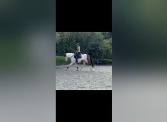 Pony da polo, Giumenta, 11 Anni, 156 cm, Pezzato