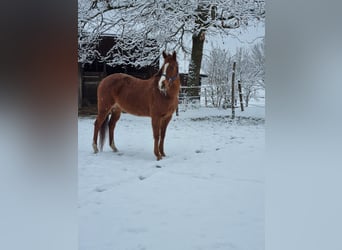 Pony da polo, Giumenta, 13 Anni, 150 cm, Sauro