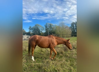 Pony da polo, Giumenta, 13 Anni, 155 cm, Sauro
