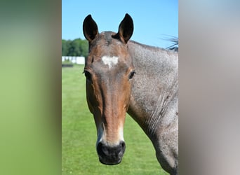 Pony da polo, Giumenta, 13 Anni, 156 cm, Grigio rossastro