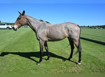 Pony da polo, Giumenta, 13 Anni, 156 cm, Grigio rossastro