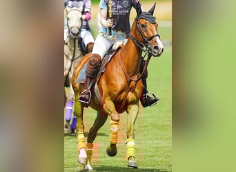 Pony da polo, Giumenta, 14 Anni, 155 cm, Sauro