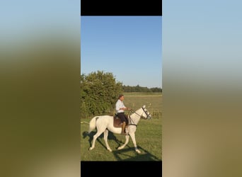 Pony da polo, Giumenta, 15 Anni, 155 cm, Leardo