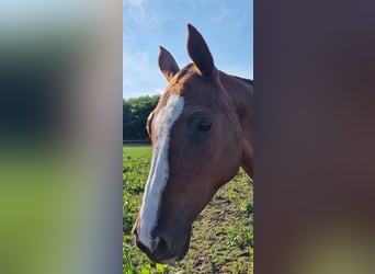 Pony da polo, Giumenta, 15 Anni, 155 cm, Sauro scuro