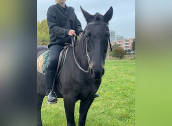 Pony da polo Mix, Giumenta, 16 Anni, 155 cm, Morello