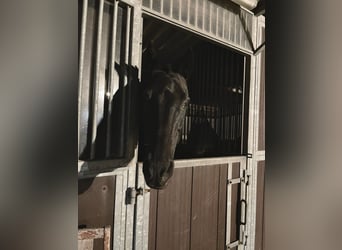 Pony da polo Mix, Giumenta, 17 Anni, 155 cm, Morello
