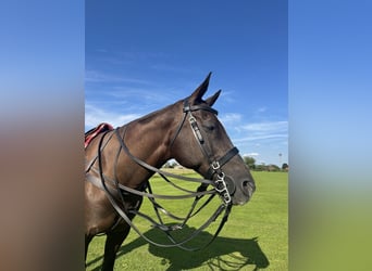 Pony da polo, Giumenta, 18 Anni, Baio nero