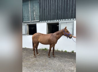 Pony da polo, Giumenta, 20 Anni, Sauro