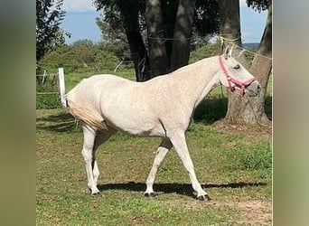 Pony da polo Mix, Giumenta, 23 Anni, Grigio