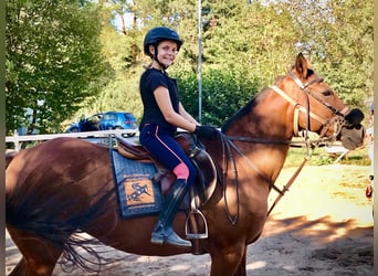 Pony da polo, Giumenta, 24 Anni, 151 cm, Baio