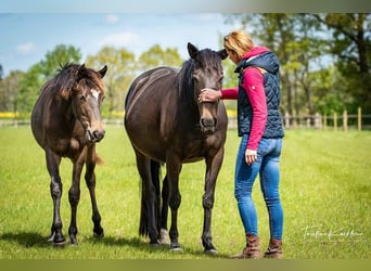 Pony da polo Mix, Giumenta, 6 Anni, 155 cm, Baio scuro