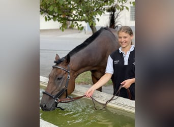 Pony da polo, Giumenta, 8 Anni, 152 cm, Baio scuro