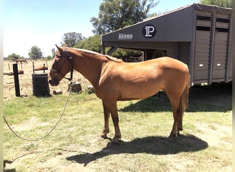 Pony da polo, Giumenta, 8 Anni, 152 cm, Palomino