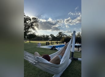 Pony da polo, Giumenta, 8 Anni, 152 cm, Palomino