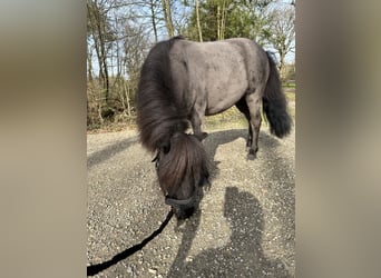 Pony da polo, Giumenta, 8 Anni, 84 cm, Morello