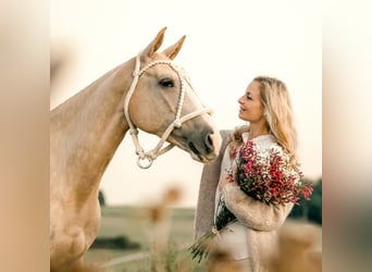 Pony da polo, Giumenta, 8 Anni, Palomino