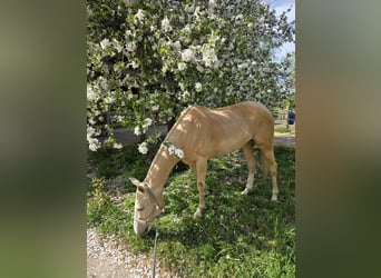 Pony da polo, Giumenta, 8 Anni, Palomino