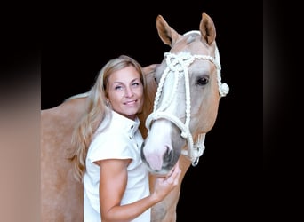 Pony da polo, Giumenta, 8 Anni, Palomino