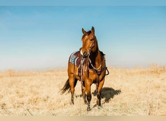 Pony da polo, Stallone, 5 Anni, 152 cm, Baio