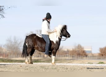 Pony de las Américas, Caballo castrado, 10 años, 112 cm, Tobiano-todas las-capas