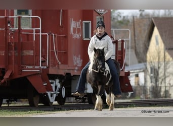 Pony de las Américas, Caballo castrado, 10 años, 112 cm, Tobiano-todas las-capas