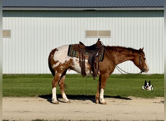 Pony de las Américas, Caballo castrado, 10 años, 142 cm, Alazán rojizo