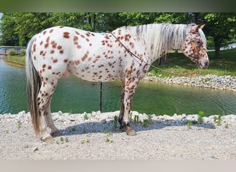 Pony de las Américas, Caballo castrado, 10 años