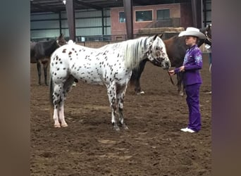 Pony de las Américas, Caballo castrado, 10 años