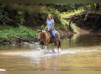 Pony de las Américas, Caballo castrado, 11 años, 130 cm, Buckskin/Bayo