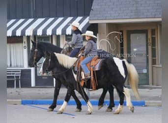 Pony de las Américas, Caballo castrado, 11 años, 132 cm, Tobiano-todas las-capas