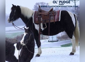 Pony de las Américas, Caballo castrado, 11 años, 132 cm, Tobiano-todas las-capas