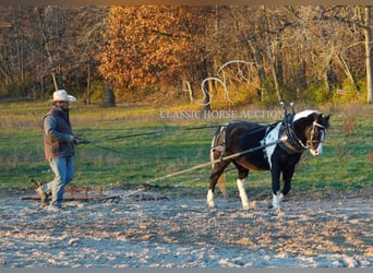 Pony de las Américas, Caballo castrado, 11 años, 132 cm, Tobiano-todas las-capas