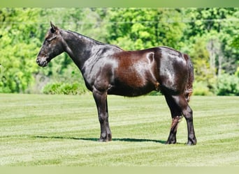 Pony de las Américas, Caballo castrado, 11 años, 141 cm, Negro